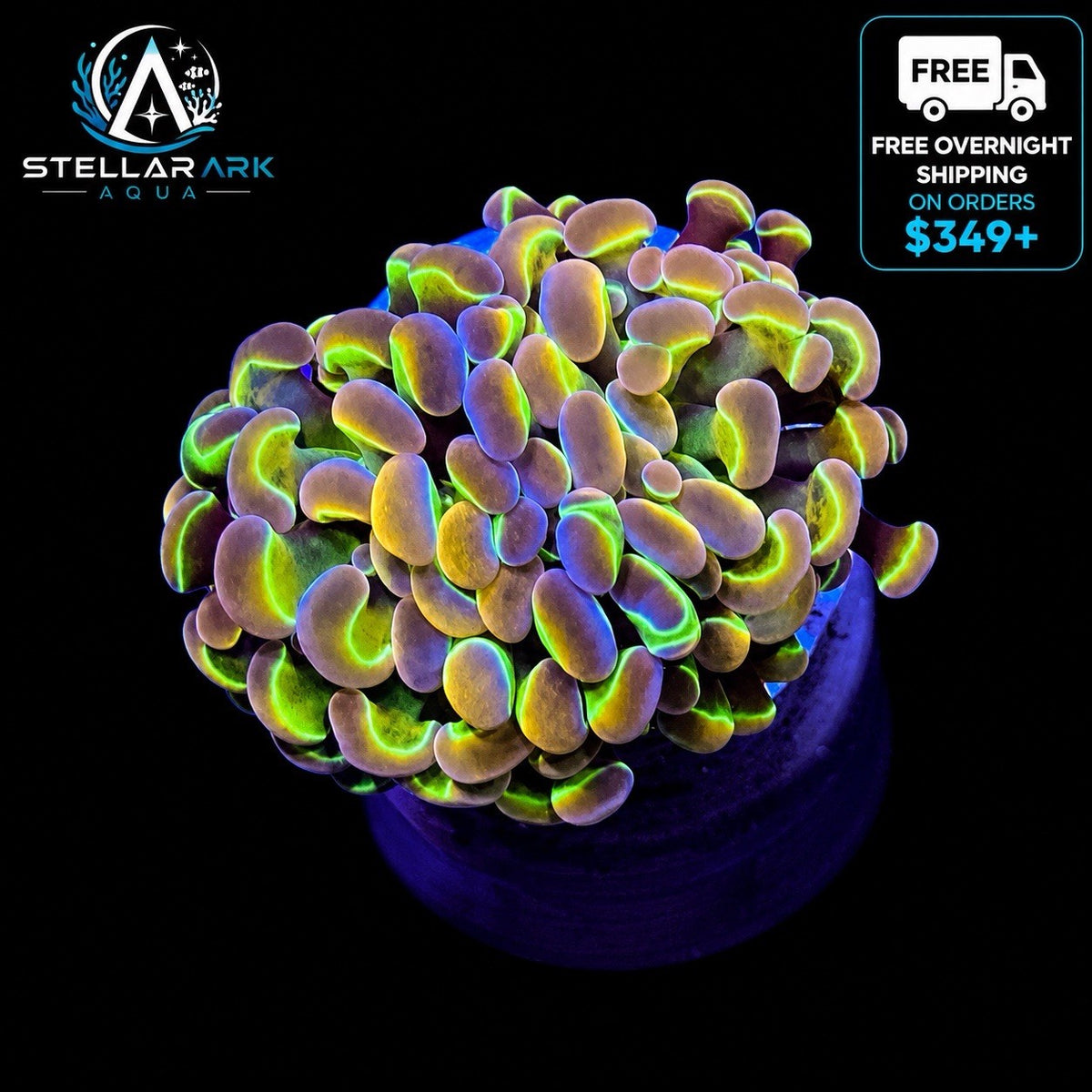 Ultra Hologram Hammer Coral 2 Heads WYSIWYG Euphyllia LPS Reef Coral STA003EA
