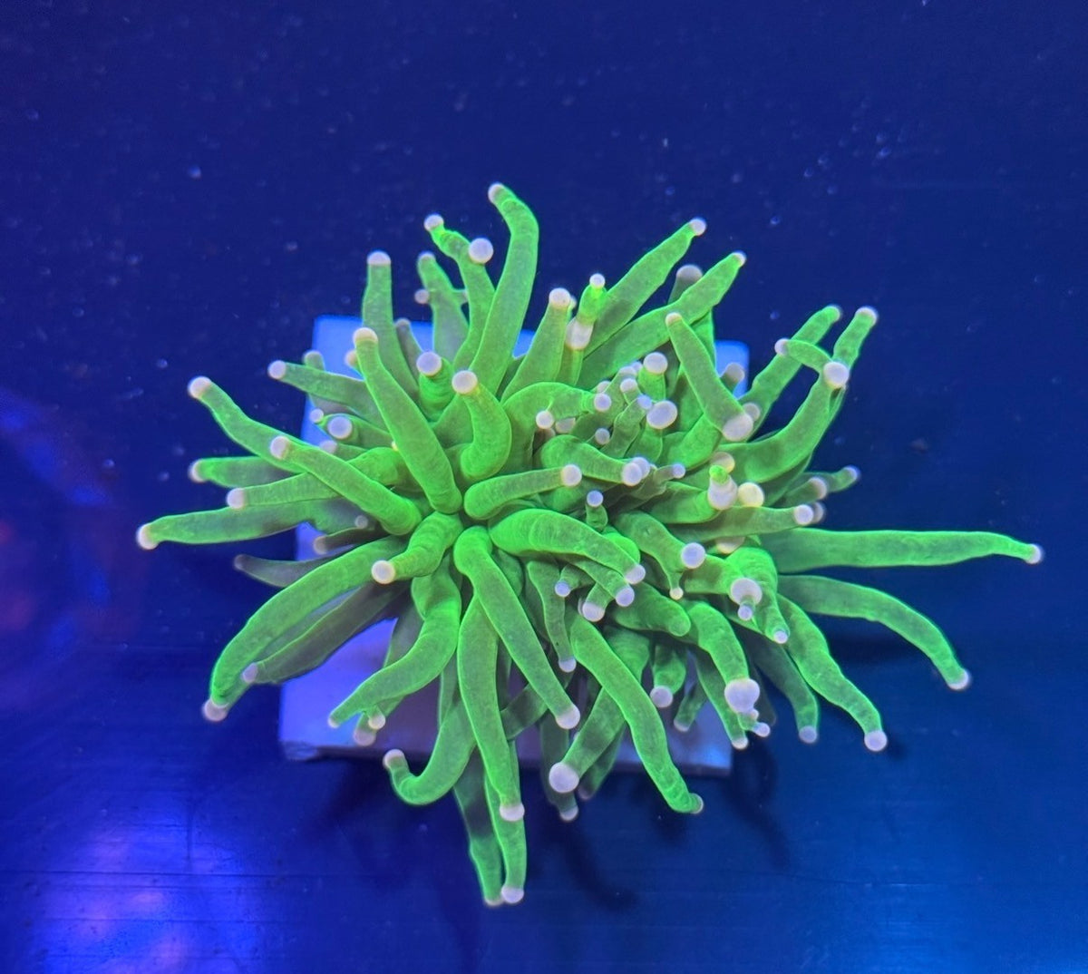WYSIWYG Cotton Candy Torch Coral Euphyllia LPS Live Reef Coral STA014E