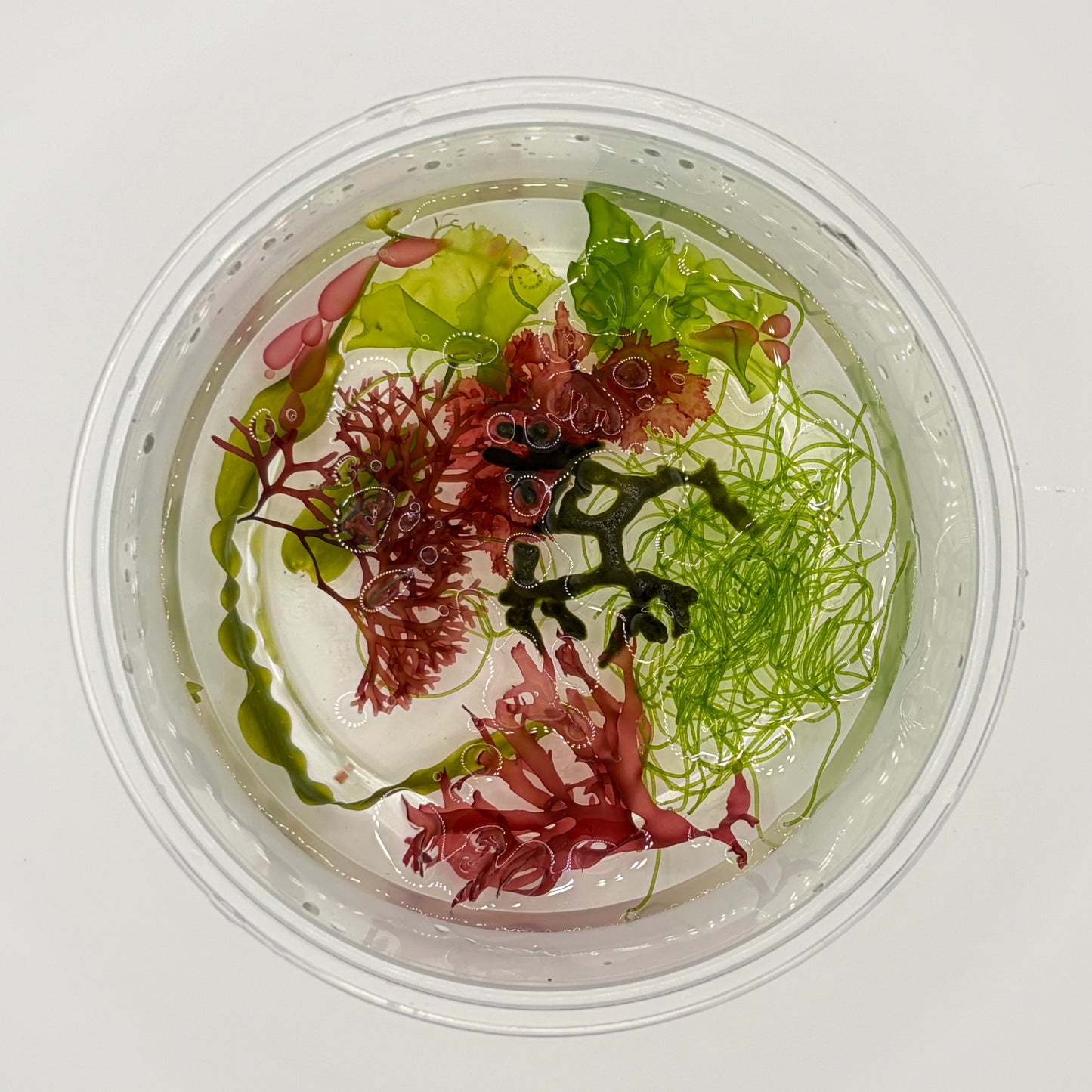 7 Species Macroalgae Frag Comb Pack