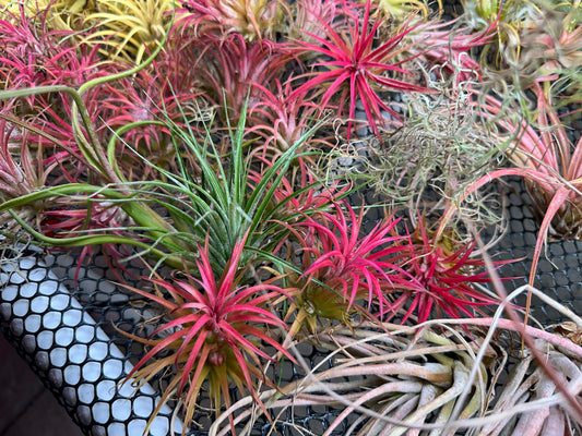 Air Plant Care Guide