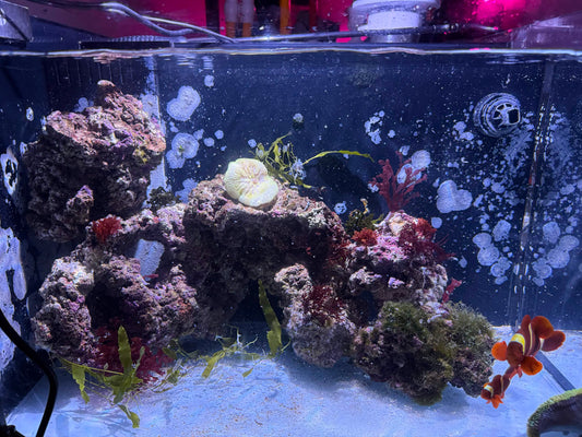 Starting a New Reef Tank Rock Curing, Cycling, and Common Algae