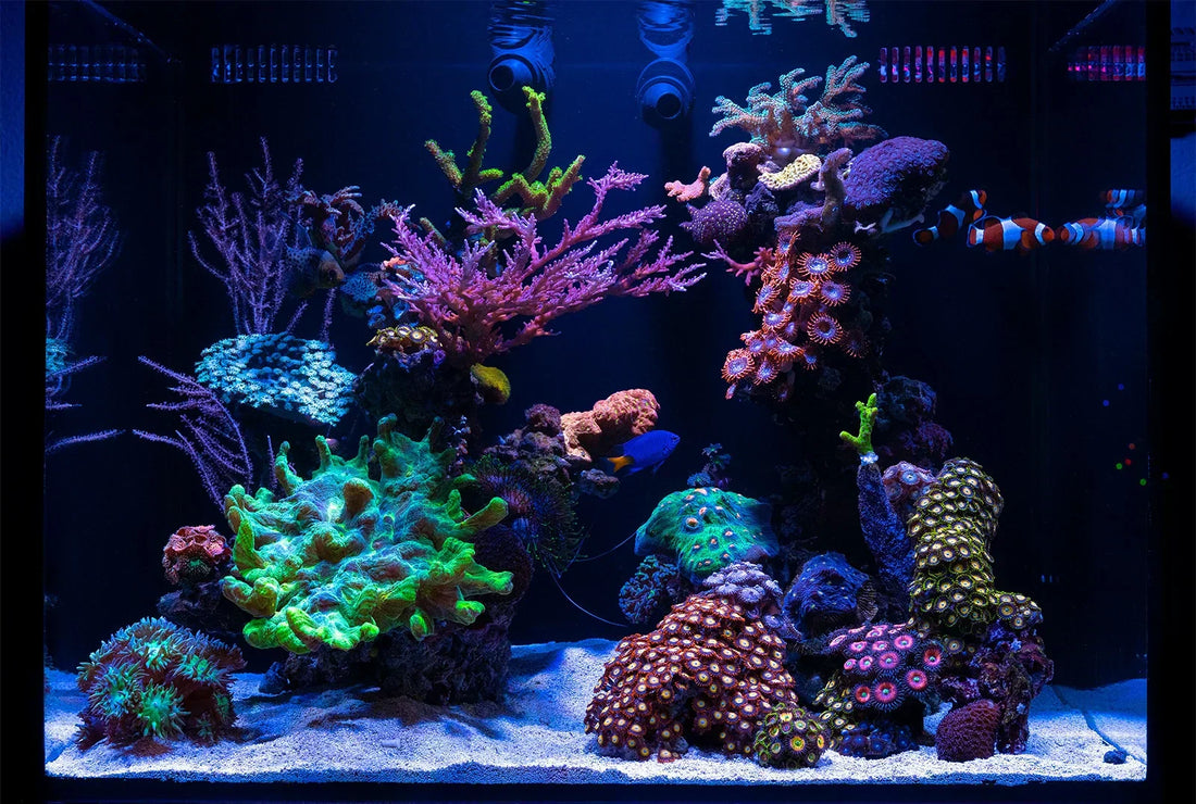 Saltwater (Salinity): The first step in setting up a saltwater aquarium