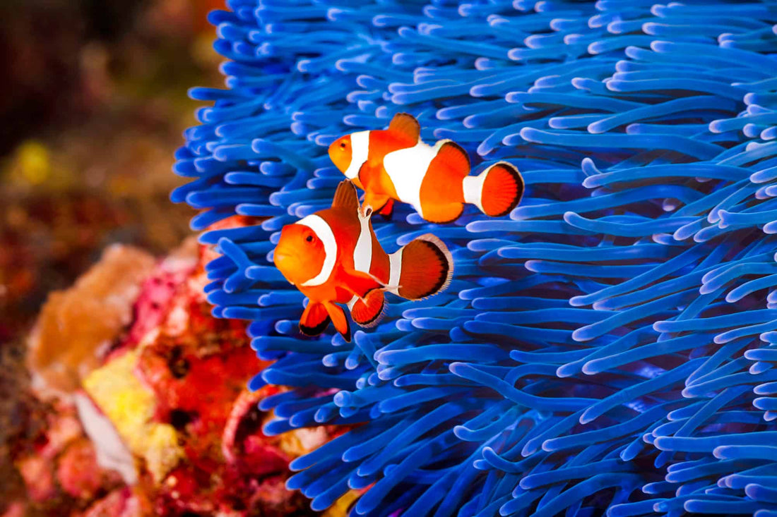 Beginner’s Guide to Setting Up a Saltwater Aquarium