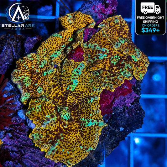 Leopard Discosoma Mushroom Coral Live Coral Reef Soft Coral Multiple Size Choice