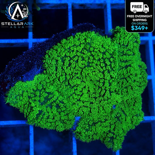 Neon Green Rhodactis Mushroom Coral Live Soft Coral Reef Aquarium
