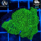 Neon Green Rhodactis Mushroom Coral Live Soft Coral Reef Aquarium