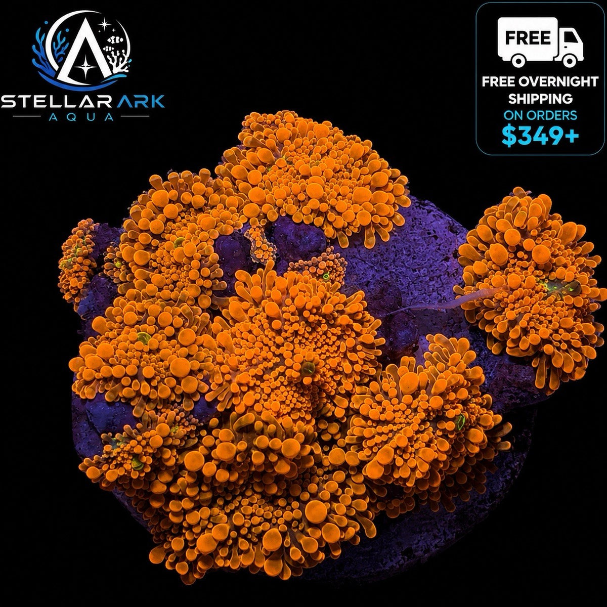 Neon Orange Yuma Bounce Mushroom 1"-2" Ricordea Yuma Live Coral Reef
