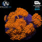 Neon Orange Yuma Bounce Mushroom 1"-2" Ricordea Yuma Live Coral Reef