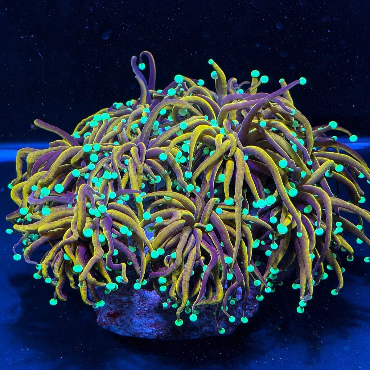 Indo Gold Torch Coral Euphyllia Glabrescens LPS Live Coral Reef 1 Head & 2 Heads