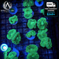 Green Candy Cane Coral Frag Caulastrea LPS Live Reef Coral STA001C 1-2 Mouths