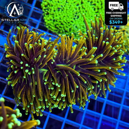Indo Gold Torch Coral Euphyllia Glabrescens LPS Live Coral Reef 1 Head & 2 Heads