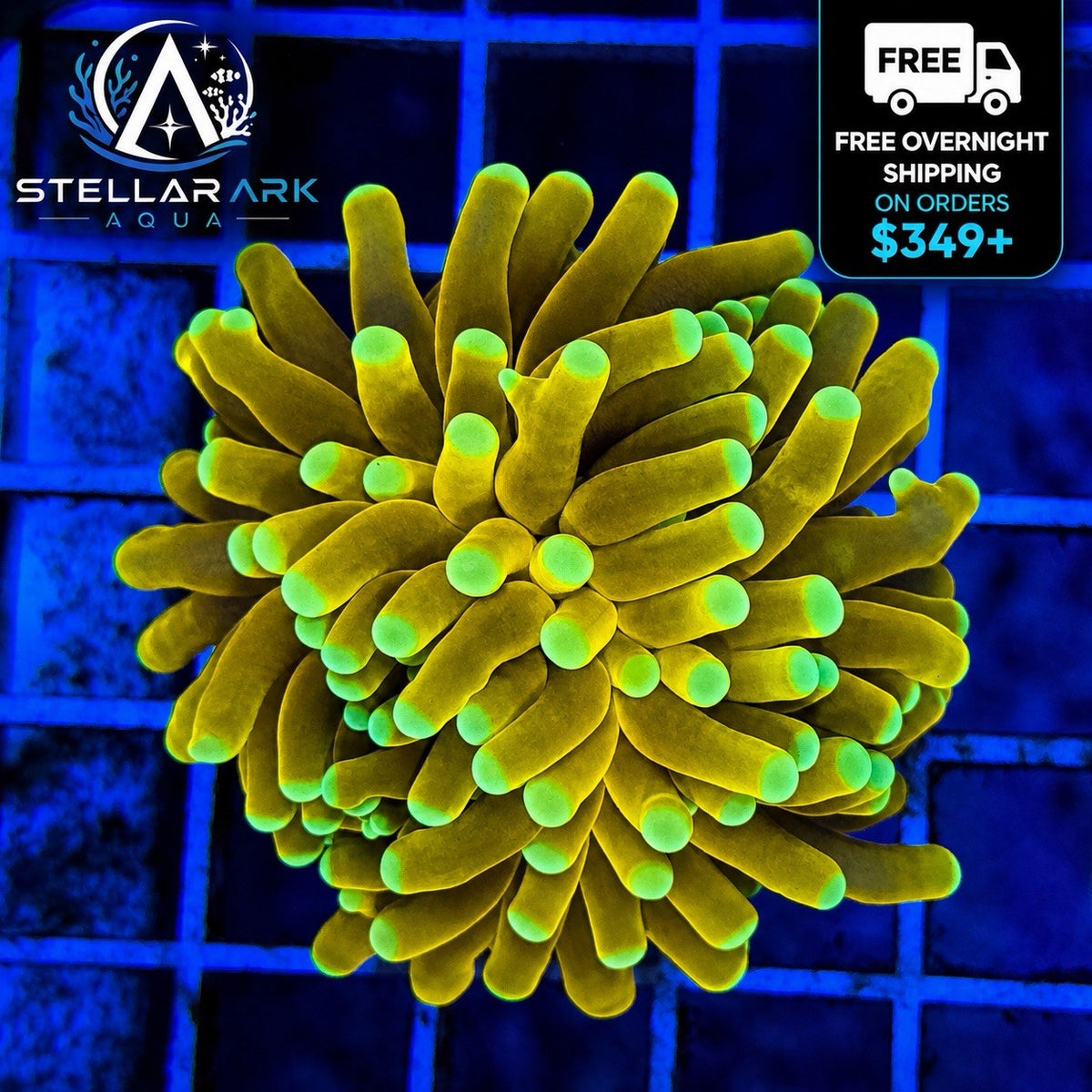 WYSIWYG Banana Torch Coral Euphyllia LPS Live Coral Reef Tank STA024E