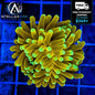 WYSIWYG Banana Torch Coral Euphyllia LPS Live Coral Reef Tank STA024E