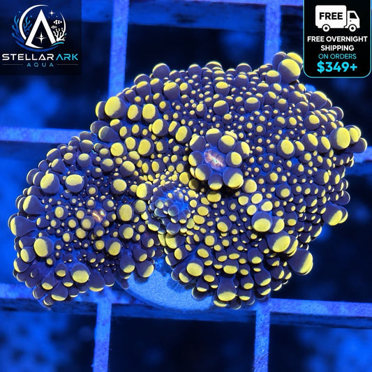 WYSIWYG Yello Doughgirl Alike Yuma Mushroom Coral 1L+1S Live Soft Coral STA002M