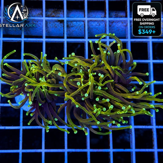 Dragon Soul Type Indo Gold Torch Coral Euphyllia LPS Live Coral Reef