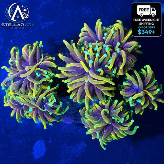 Dragon Soul Type Indo Gold Torch Coral Euphyllia LPS Live Coral Reef