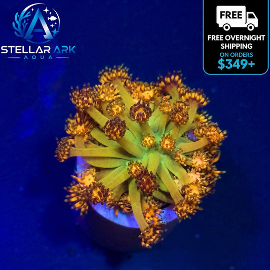 Grandmaster Goniopora Coral Frag GM Goni LPS Live Reef Tank CoarlWYSIWYG STA001G