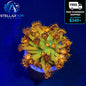 Grandmaster Goniopora Coral Frag GM Goni LPS Live Reef Tank CoarlWYSIWYG STA001G