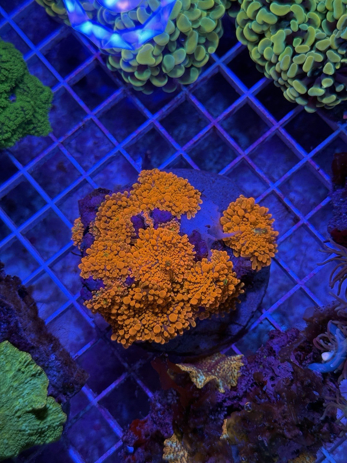 Neon Orange Yuma Bounce Mushroom 1"-2" Ricordea Yuma Live Coral Reef