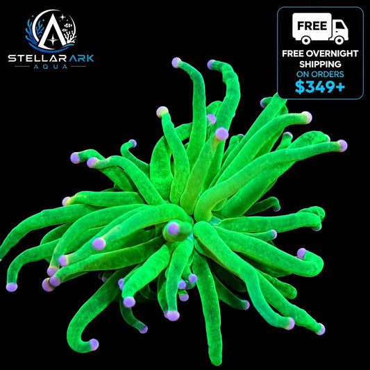 WYSIWYG Pink Tip Cotton Candy Torch Coral Euphyllia LPS Live Reef Coral STA020E