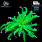 WYSIWYG Pink Tip Cotton Candy Torch Coral Euphyllia LPS Live Reef Coral STA020E