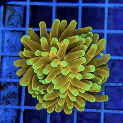WYSIWYG Banana Torch Coral Euphyllia LPS Live Coral Reef Tank STA024E