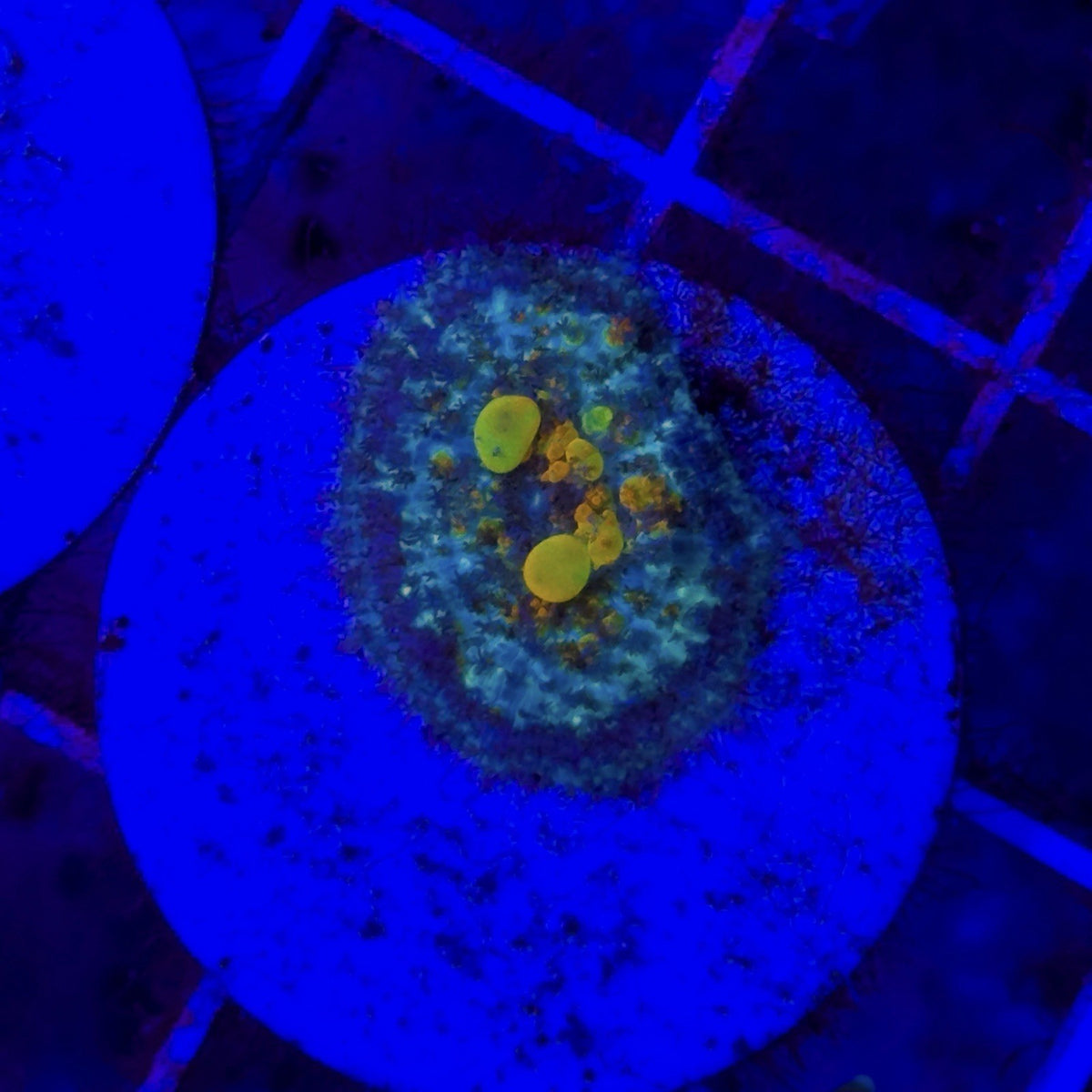 WYSIWYG OG Bounce Mushroom Coral Live Soft Coral Reef Aquarium STA001M