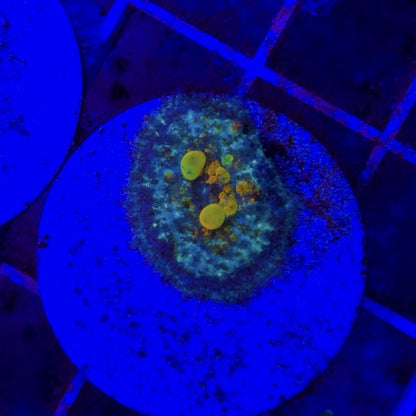 WYSIWYG OG Bounce Mushroom Coral Live Soft Coral Reef Aquarium STA001M