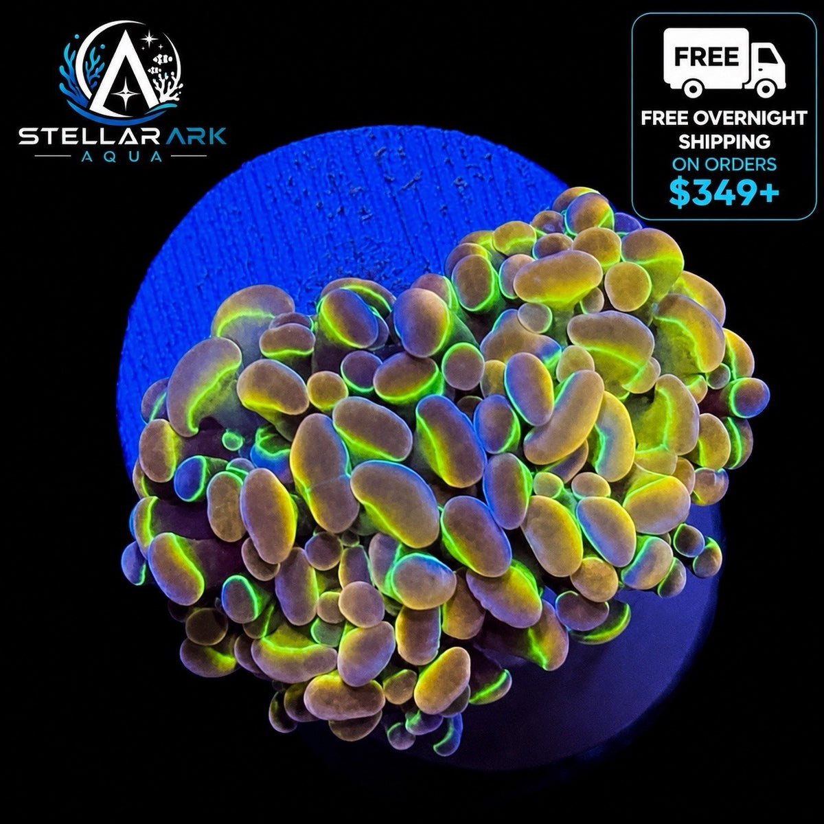 Ultra Hologram Hammer Coral 2 Heads WYSIWYG Euphyllia LPS Reef Coral STA002EA