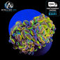 Ultra Hologram Hammer Coral 2 Heads WYSIWYG Euphyllia LPS Reef Coral STA002EA