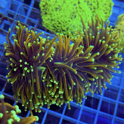 Indo Gold Torch Coral Euphyllia Glabrescens LPS Live Coral Reef 1 Head & 2 Heads