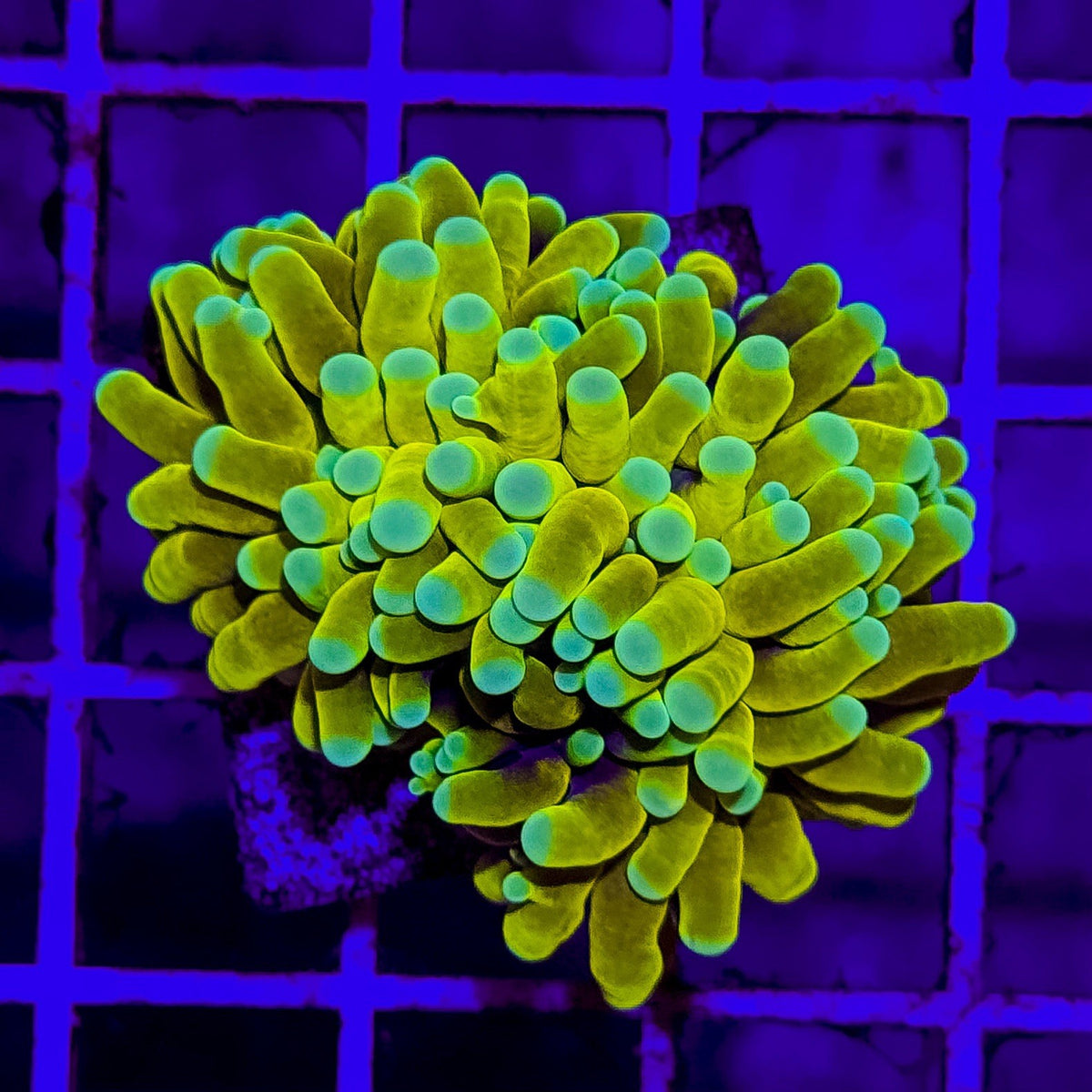 WYSIWYG Banana Torch Coral Euphyllia LPS Live Coral Reef Tank STA024E