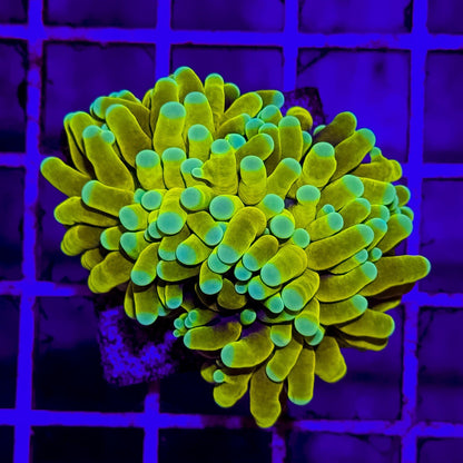 WYSIWYG Banana Torch Coral Euphyllia LPS Live Coral Reef Tank STA024E