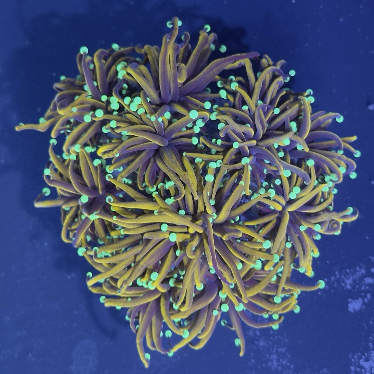 Indo Gold Torch Coral Euphyllia Glabrescens LPS Live Coral Reef 1 Head & 2 Heads