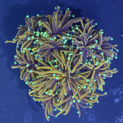 Indo Gold Torch Coral Euphyllia Glabrescens LPS Live Coral Reef 1 Head & 2 Heads