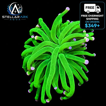 WYSIWYG Cotton Candy Torch Coral Euphyllia LPS Live Reef Coral STA021E