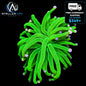 WYSIWYG Cotton Candy Torch Coral Euphyllia LPS Live Reef Coral STA021E