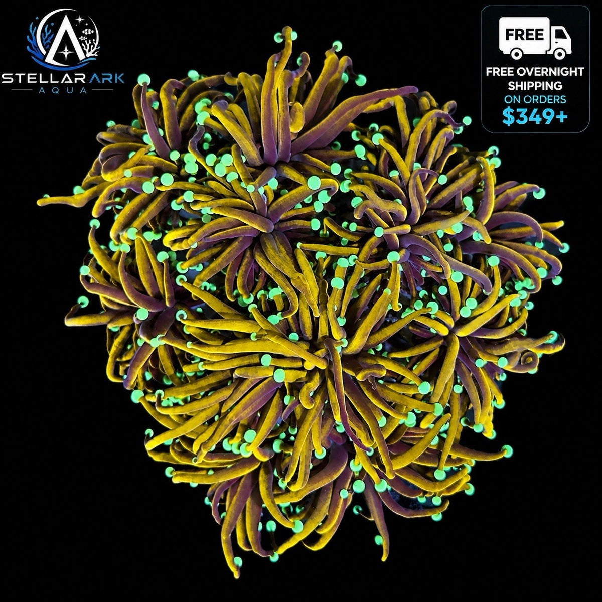 Indo Gold Torch Coral Euphyllia Glabrescens LPS Live Coral Reef 1 Head & 2 Heads