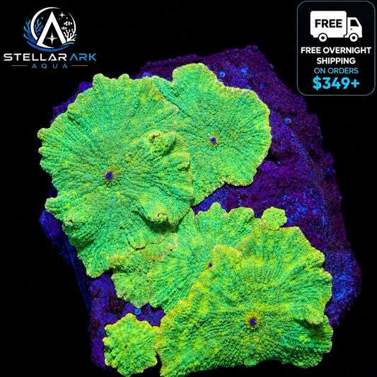 Lemon Green Discosoma Mushroom Coral Live Coral Reef Soft Coral Multiple Size