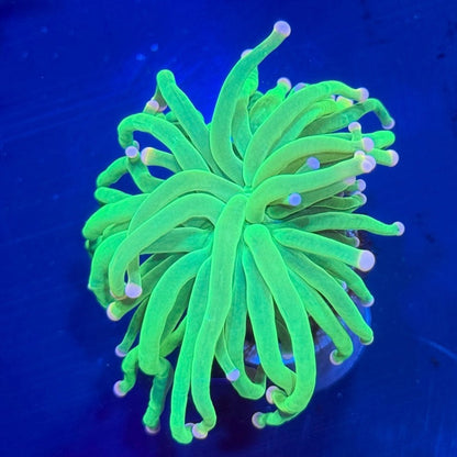 WYSIWYG Cotton Candy Torch Coral Euphyllia LPS Live Reef Coral STA021E
