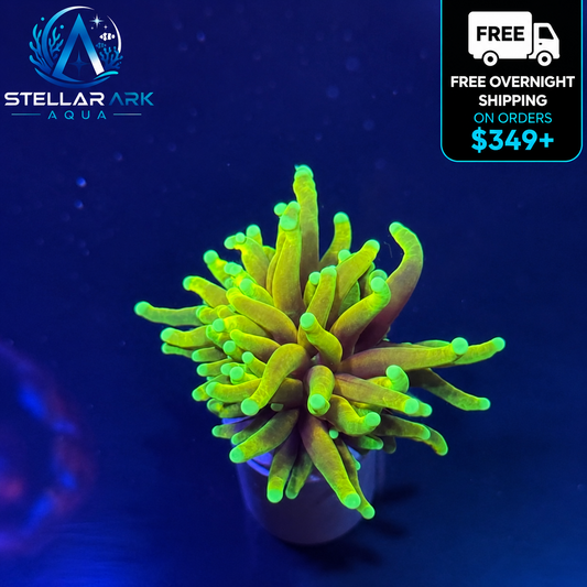 Ultra Hellfire Torch Coral WYSIWYG Euphyllia LPS Live Reef Coral STA016E