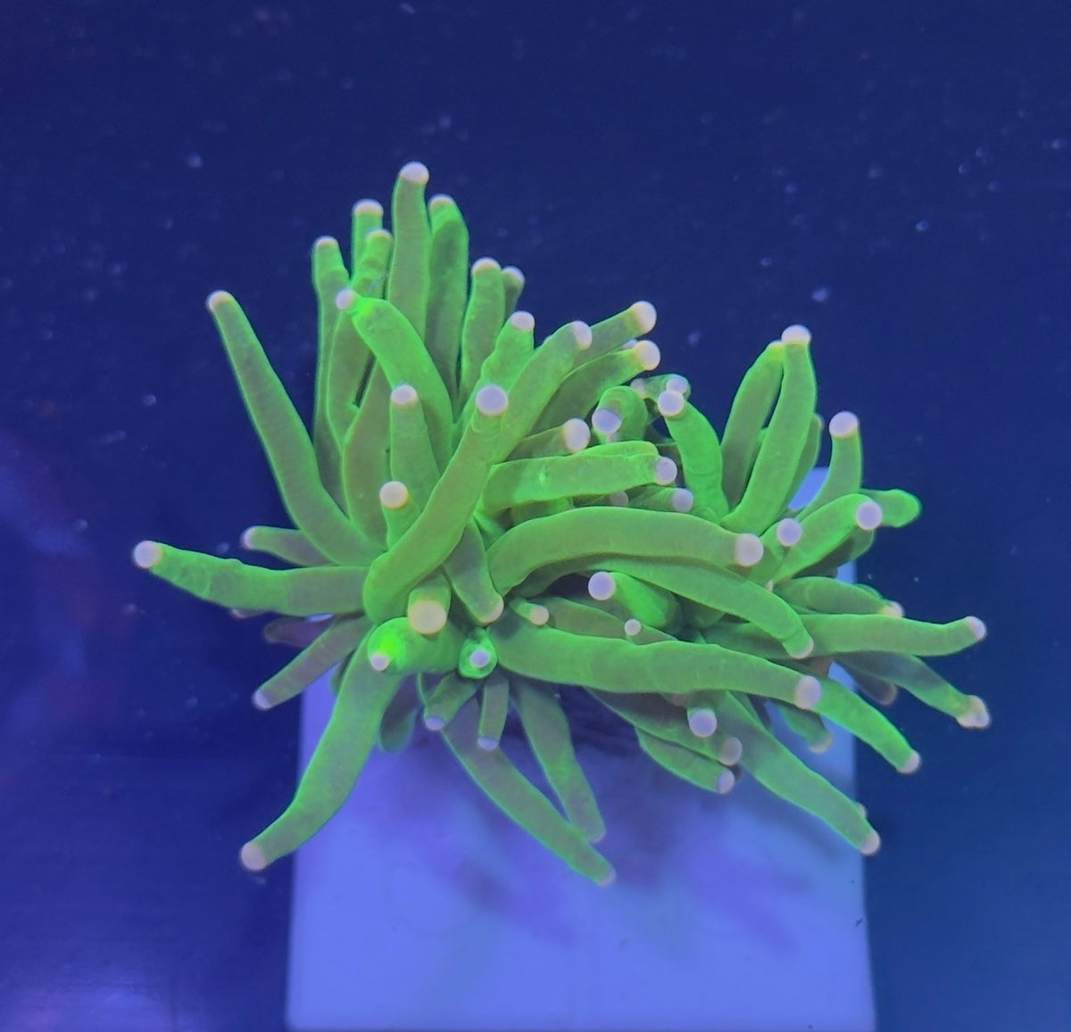 WYSIWYG Cotton Candy Torch 2 Heads Coral Euphyllia LPS Live Reef Coral STA015E
