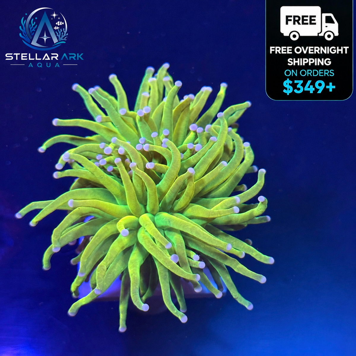 Holy Grail Torch Coral Double Heads WYSIWYG LPS Euphyllia Live Coral STA007E