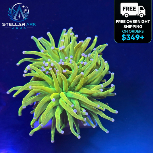 Holy Grail Torch Coral Double Heads WYSIWYG LPS Euphyllia Live Coral STA007E
