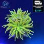 Holy Grail Torch Coral Double Heads WYSIWYG LPS Euphyllia Live Coral STA007E