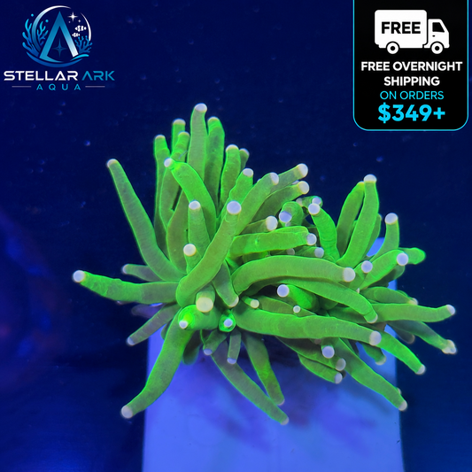 WYSIWYG Cotton Candy Torch 2 Heads Coral Euphyllia LPS Live Reef Coral STA015E