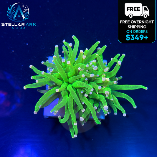 WYSIWYG Cotton Candy Torch Coral Euphyllia LPS Live Reef Coral STA014E