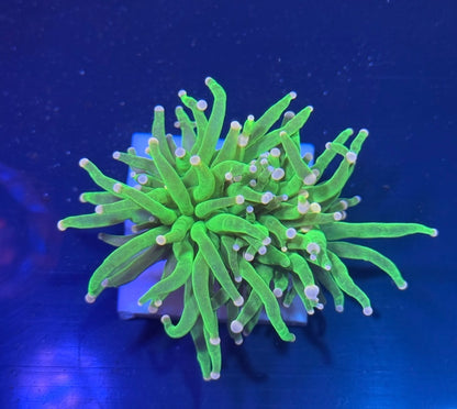 WYSIWYG Cotton Candy Torch Coral Euphyllia LPS Live Reef Coral STA014E