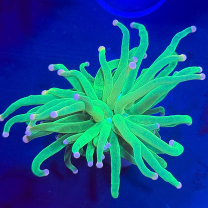 WYSIWYG Pink Tip Cotton Candy Torch Coral Euphyllia LPS Live Reef Coral STA020E