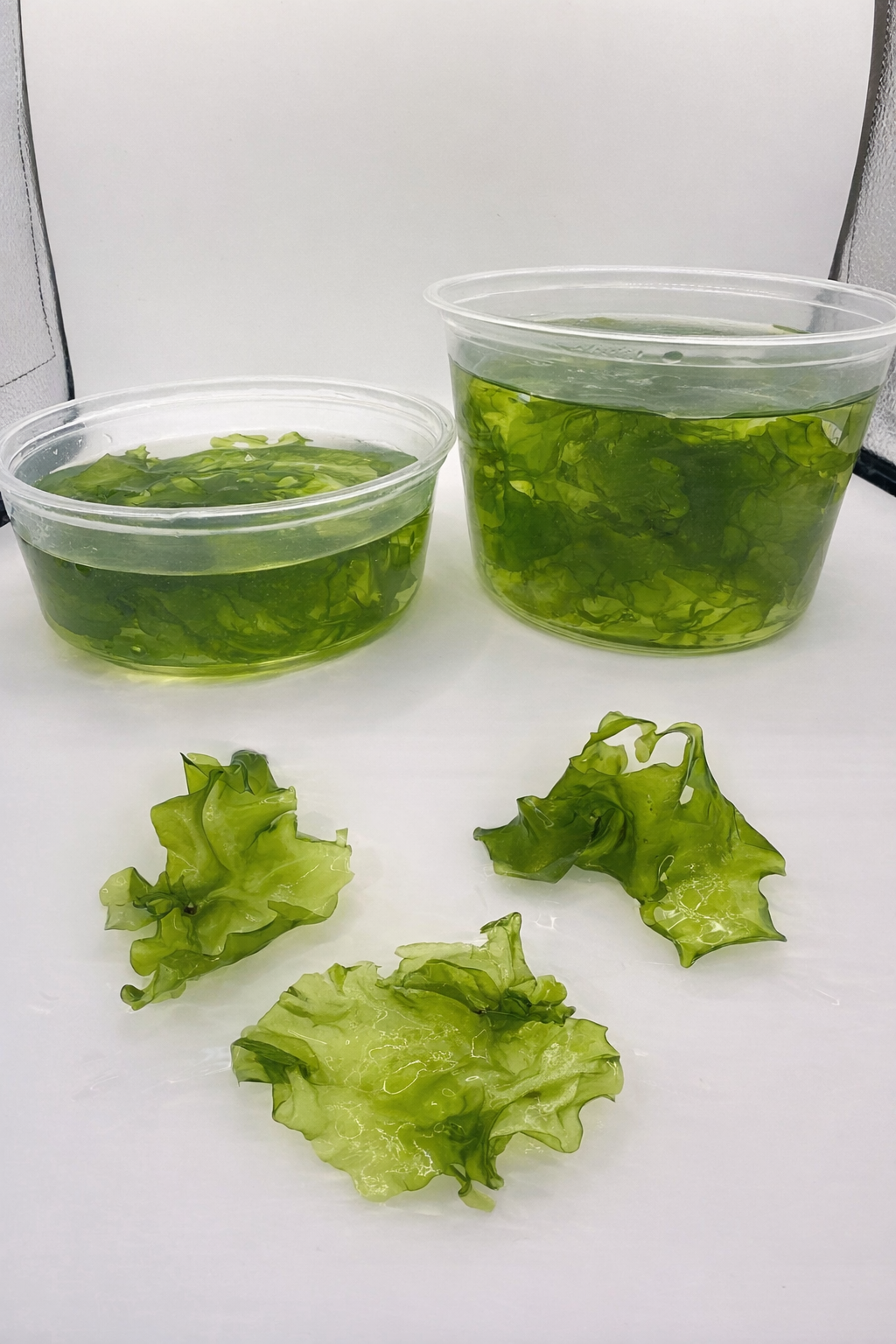 Live Ulva Sea Lettuce Macroalgae-Fast Growing Nutrient Export-Refugium Tank